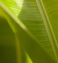 Palm Springs tropical leaf